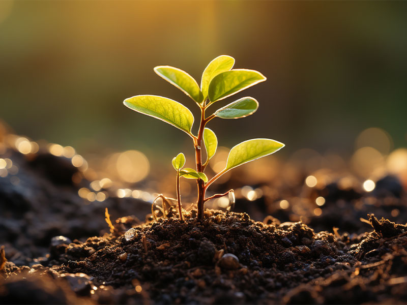 plantes